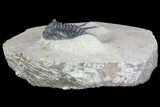 Spiny Leonaspis Trilobite - Morocco #64416-6